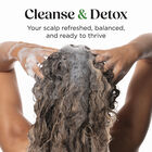 Scalp-ology Purifying Shampoo, , large image number null